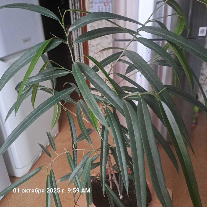 Продается Фикус Али