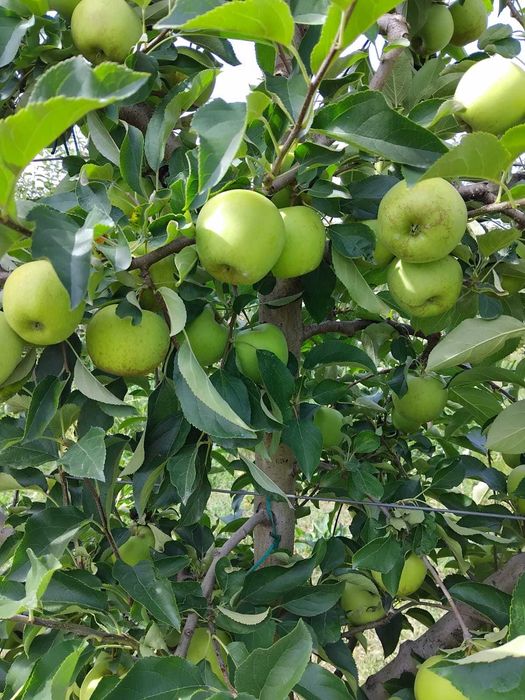 Mere Golden si Florina