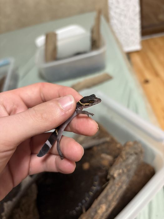 Vand pui cave gecko (Goniurosaurus hainanensis)