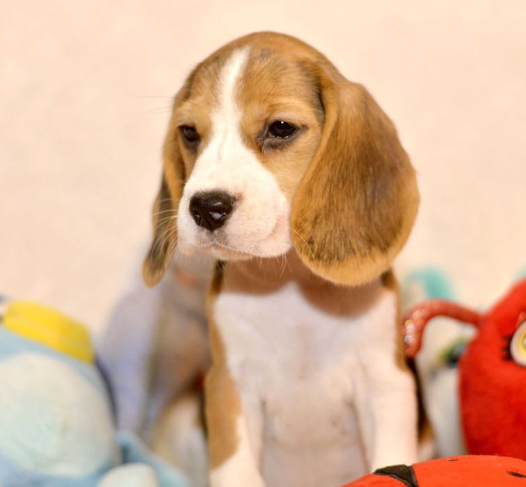 Femela Pui Beagle tricolor din parinti cu pedigree