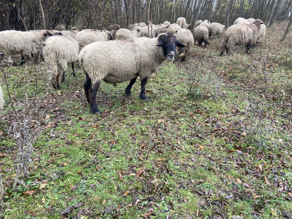 Vand berbec de 4 ani rasa carne