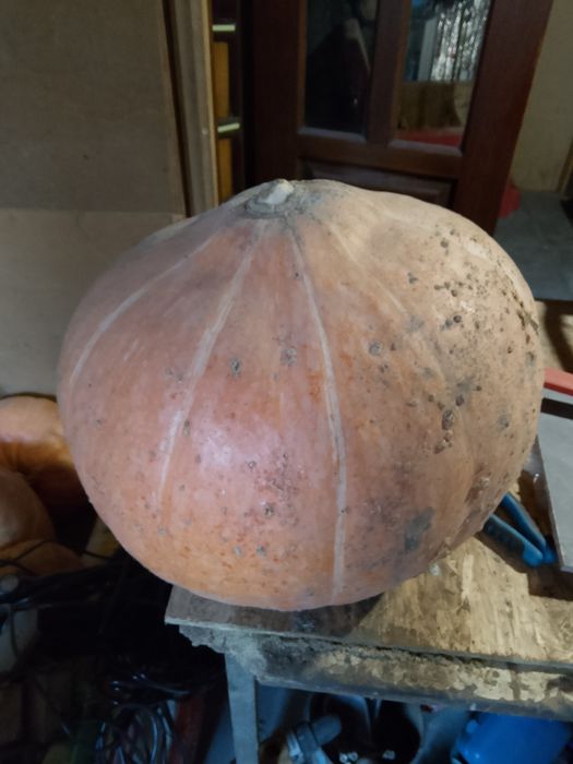 Продам тыкву ...