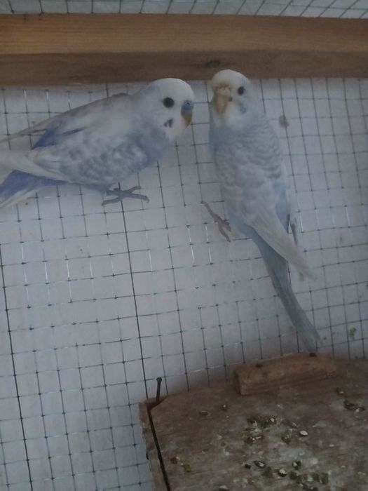 2  juft popugay sotiladi 1 ta parasi tuxumda