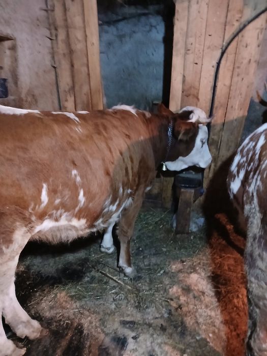 Vând juninca baltata