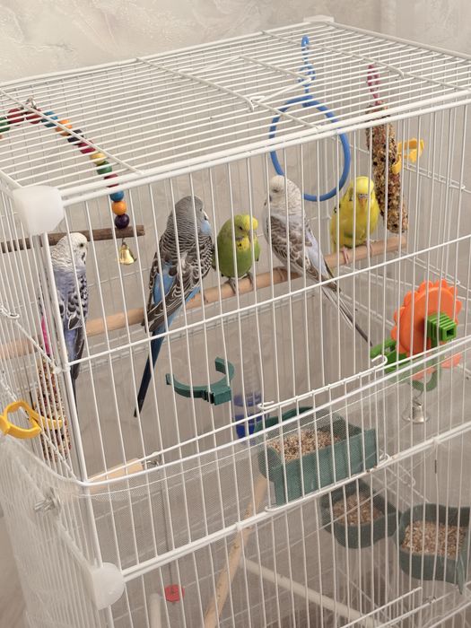 Волнистые попугаи с клеткой