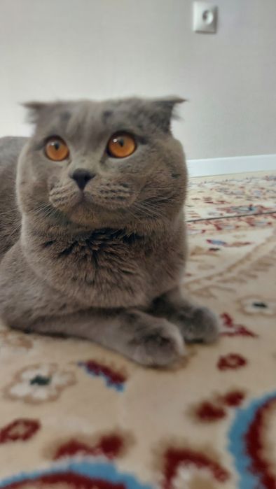 Вязка скоттиш фолд кот. Ищет кошку. Қыз мысық іздеп жүр