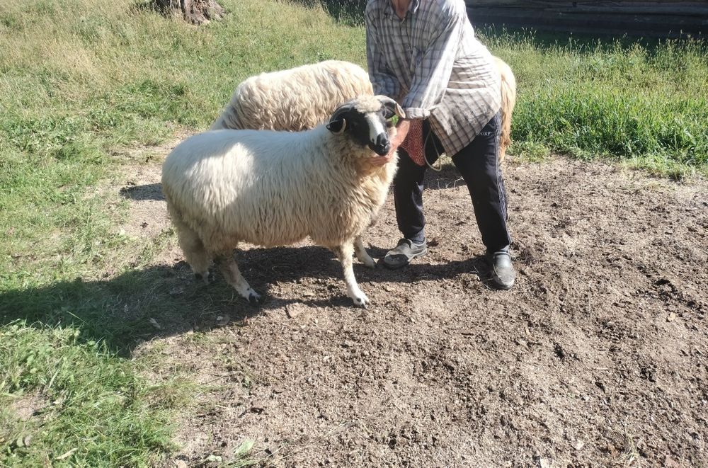 Trei oi și un berbec