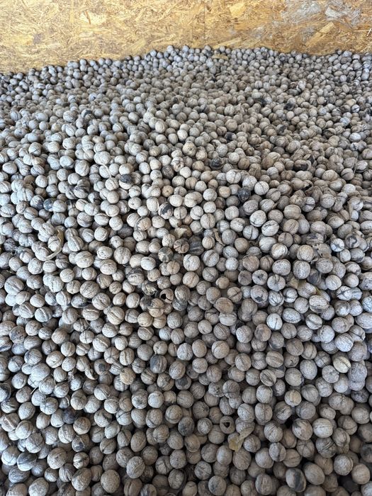 Орехи местные со своего сада