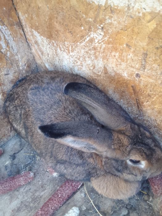 Iepuroaice mature şi iepuroi