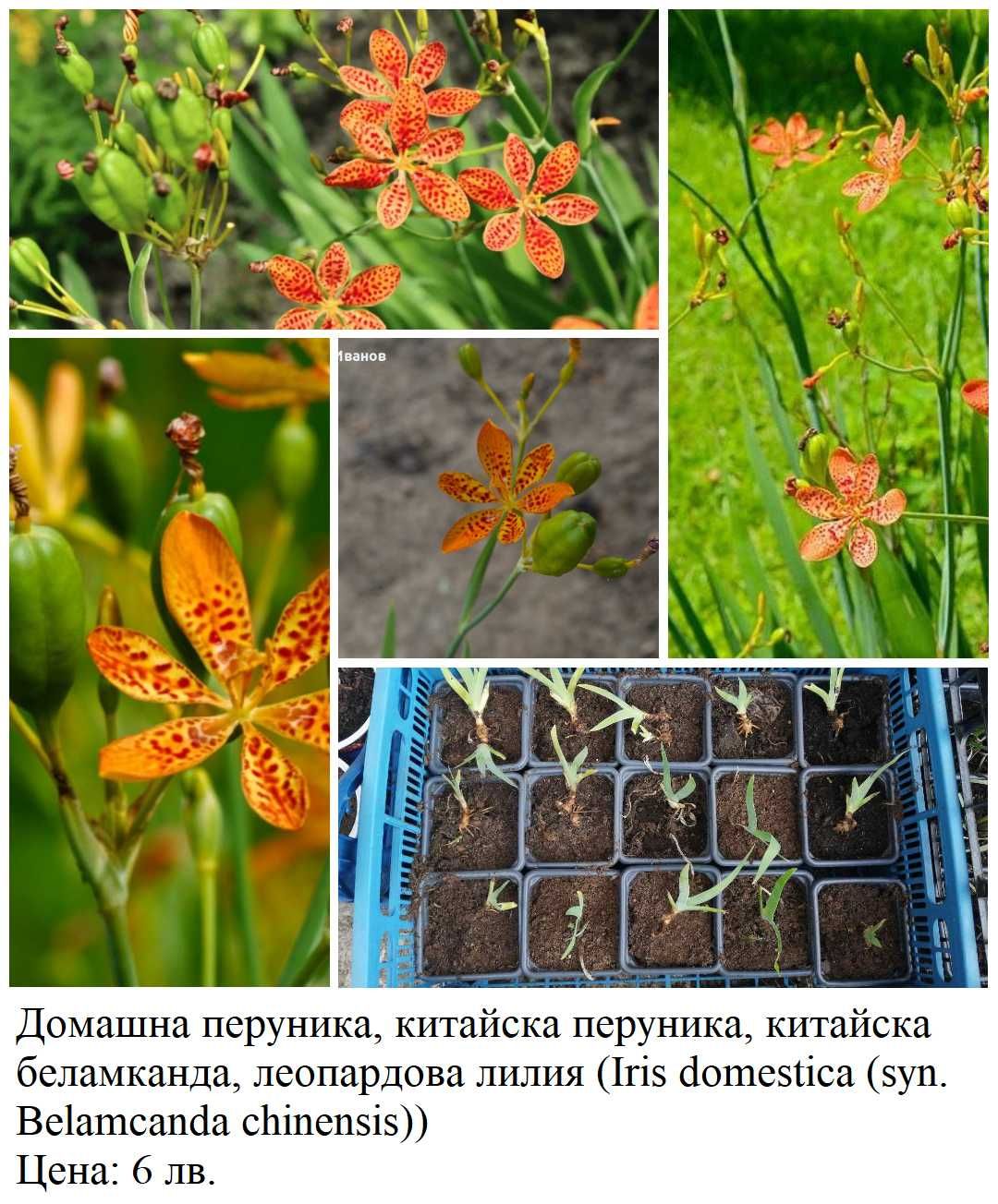 Сисиринхиум /син, бял, жълт/, ирис, центрантус, мурсалски чай, гинко