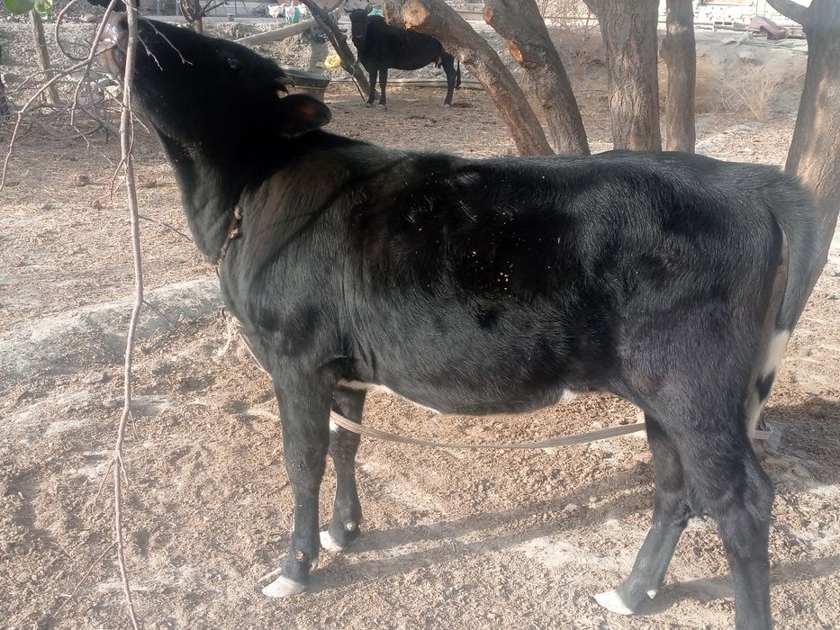 Gʻunojin sotiladi oʻrtacha boqilgan