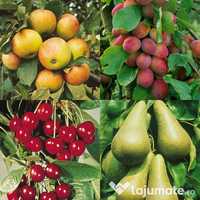 Producător Plante,Arbuști și Pomi fructiferi