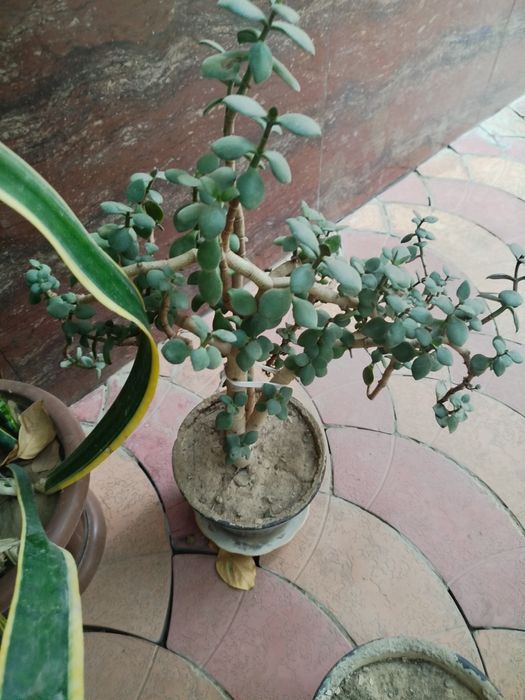 Продаются цветы на горшке