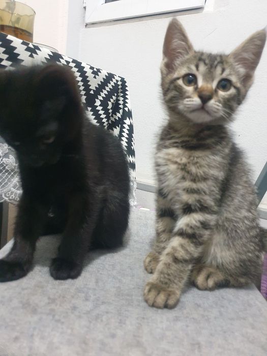 Mushuk 2 oylik yahshi insonlaga beriladi