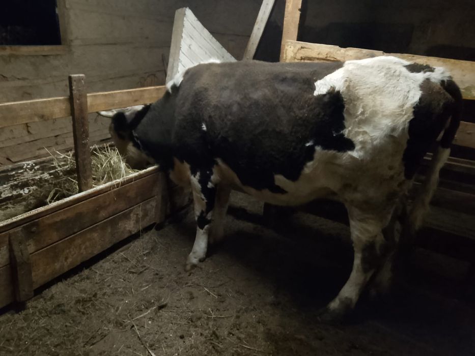 Продам корову.