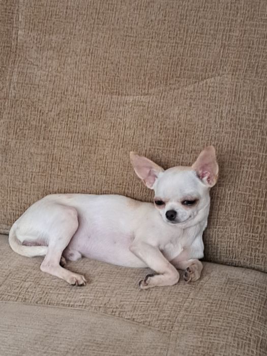 Вязка мини Чихуахуа