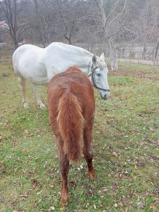 Vând mânză de 4 luni și jumătate 1600  lei