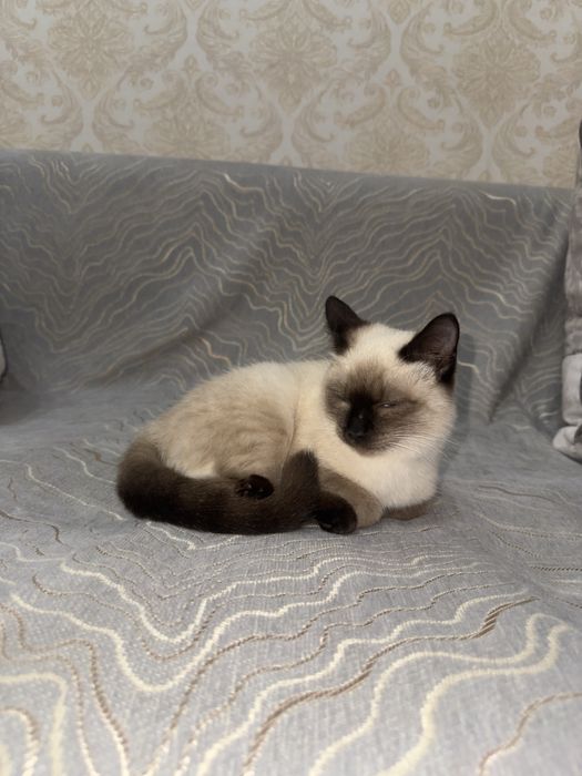 Кошка сиамская ( документов нет). Еще маленький.