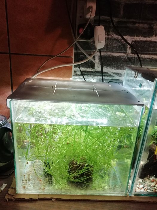 Acvariu de 15 sau 30 litri cu pești și plante