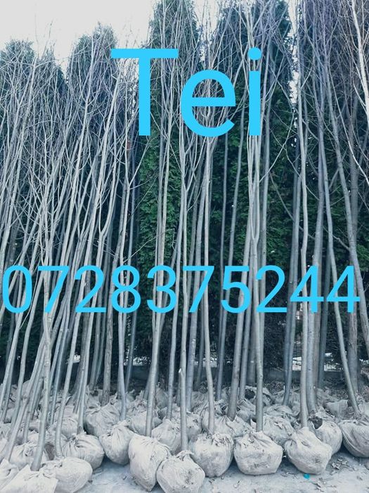 Platan Tei Mesteacăn