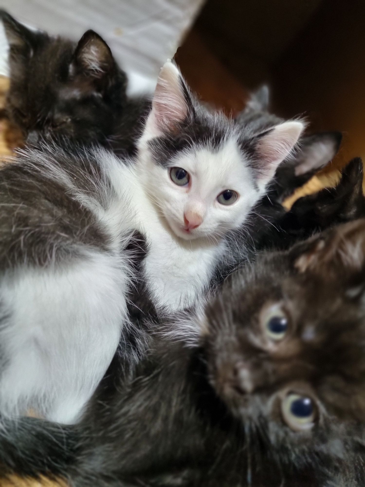 Котята 5 месяцев ищут дом