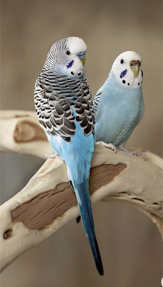Papagali Perusi albaștrii