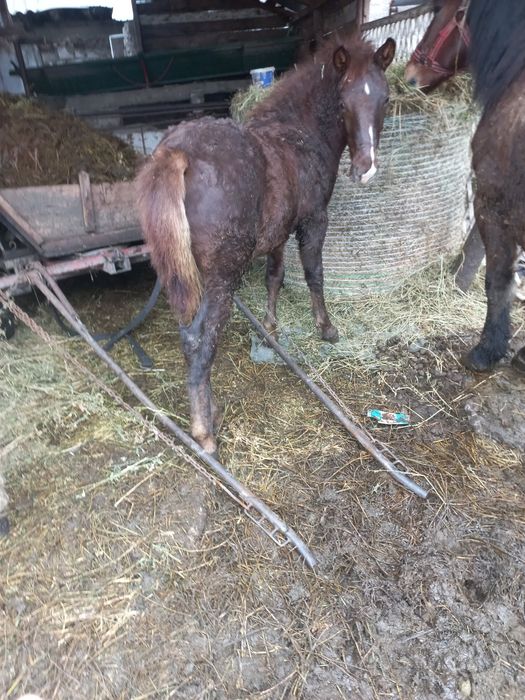 Vând cârlan de 6 luni