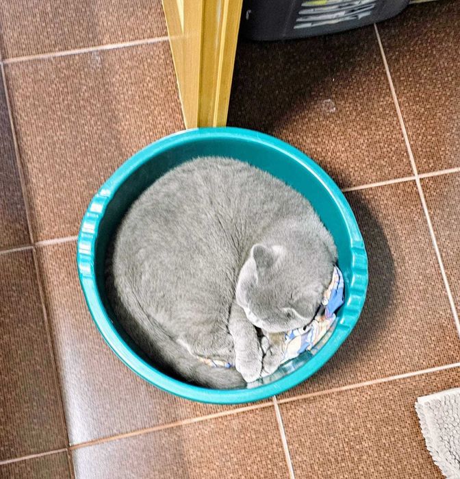 Motan Blue British Shorthair Sterilizat Constanta 1 an si 3 luni