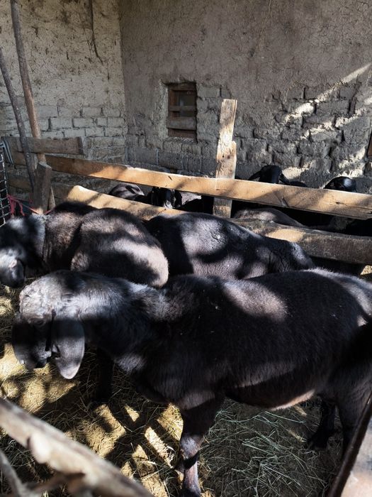 Qo'chqorlar sotiladi  Куй сотилади