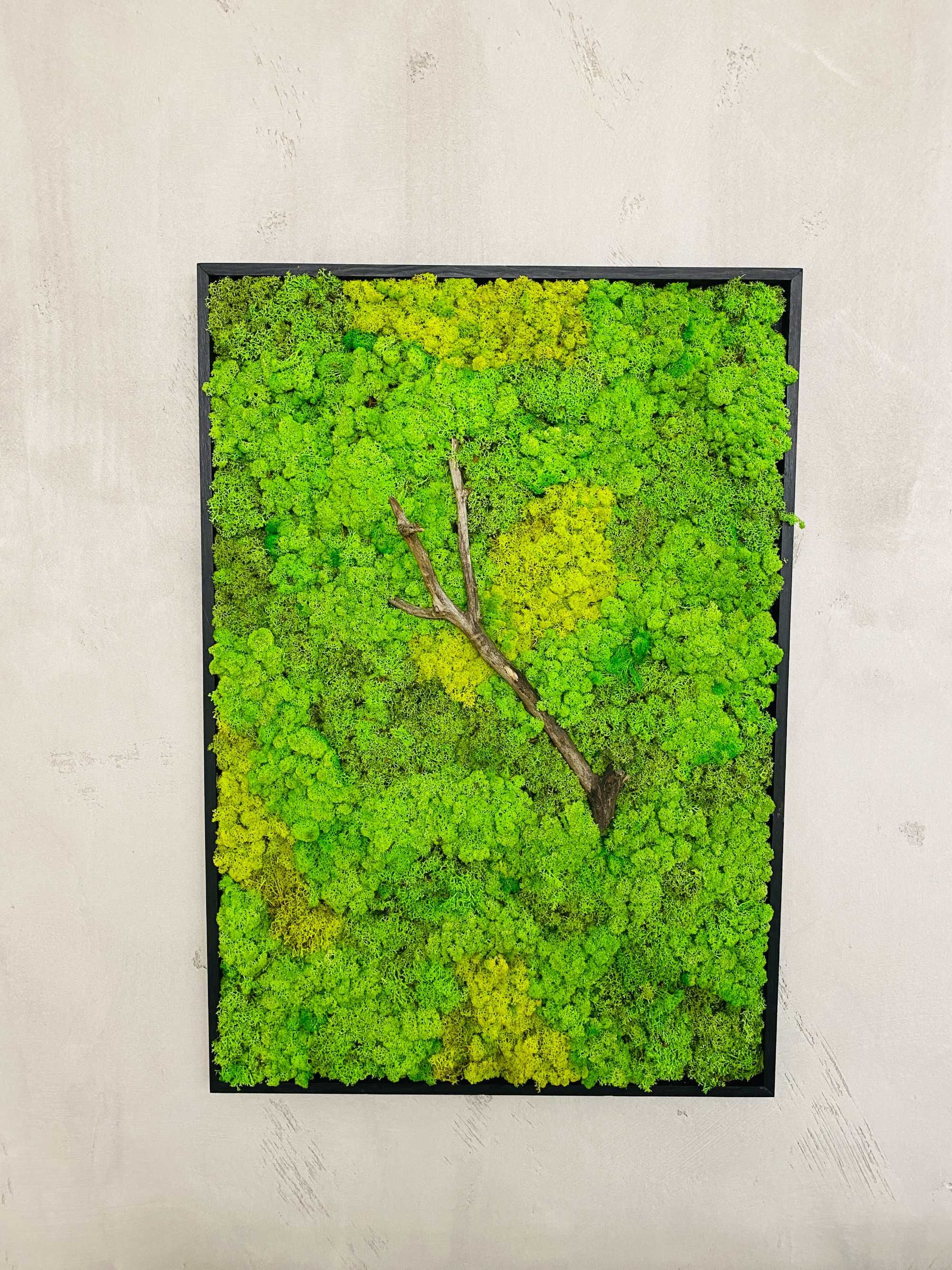 Tablouri din licheni decorativi | 100x80cm |rama neagra