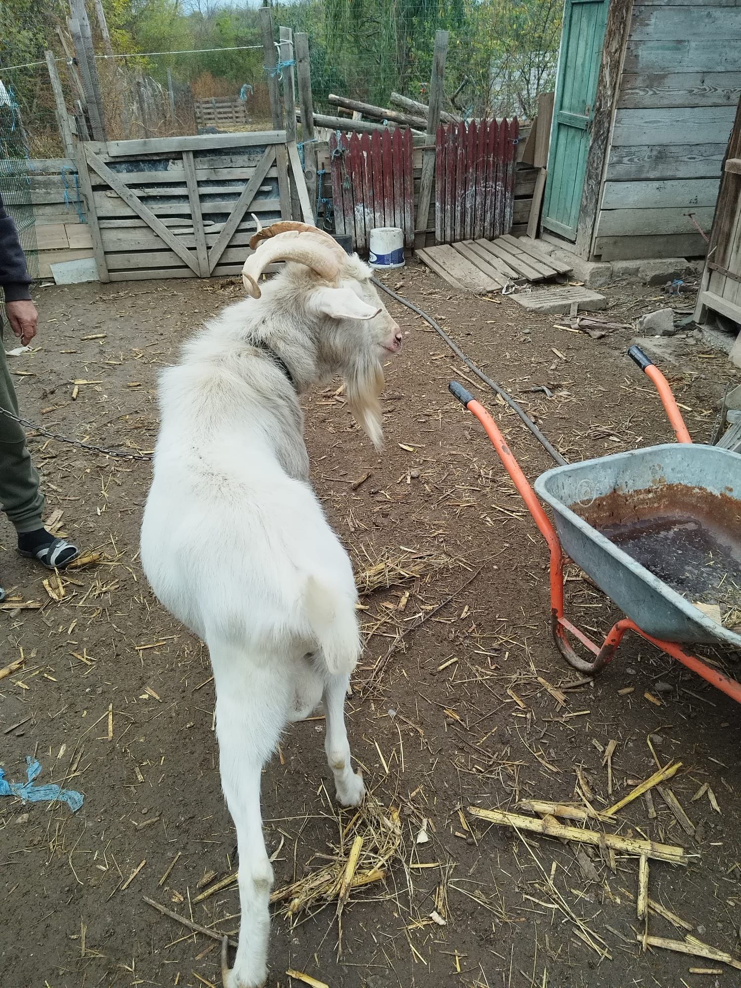 Vand tap zanen in varsta de 1 an si 8 luni