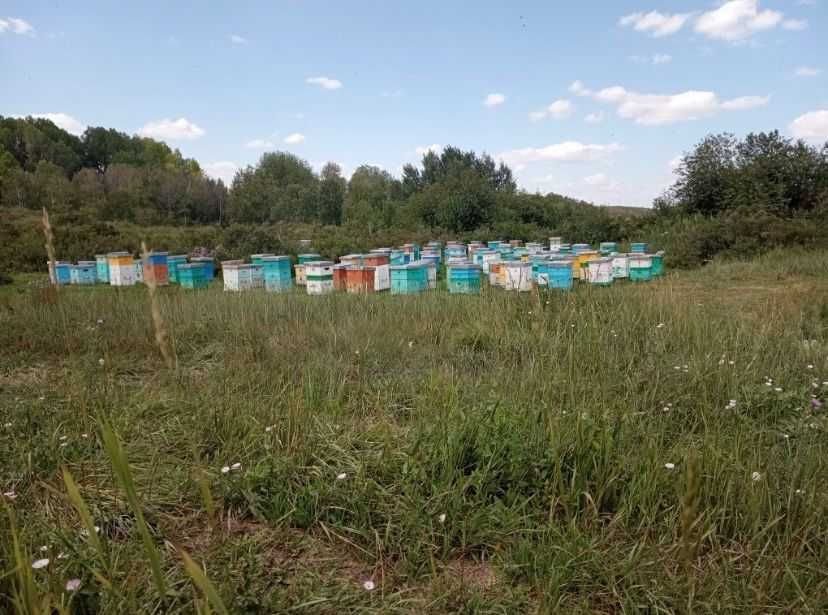 Мёд с личной пасеке находится в ВКО
Мёд в чистом 100%  виде