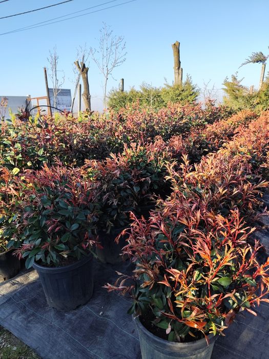 Cedru Leylandi photinia