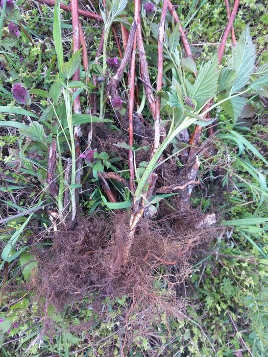 Разсад малини ягоди