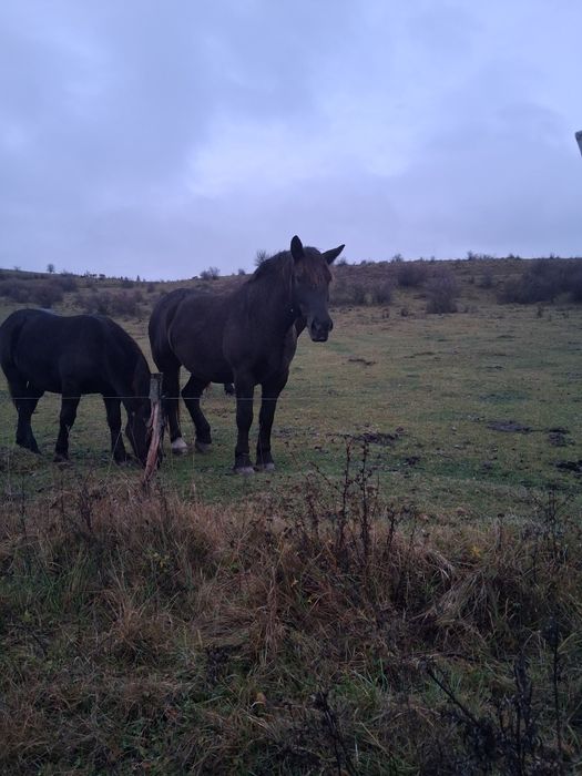 IAPÃ de vînzare de 3/4ani