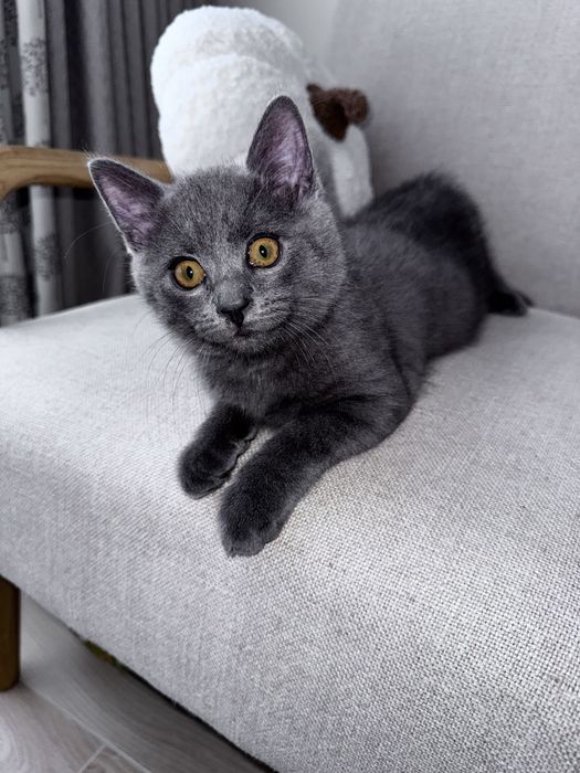 Котенок 2.5 месяца (британец)