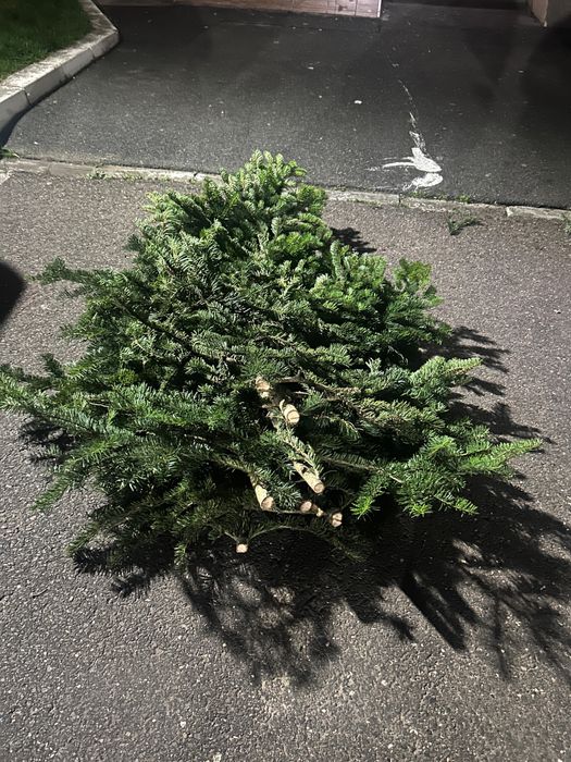 Baloti crengi de brad Calitatea 1