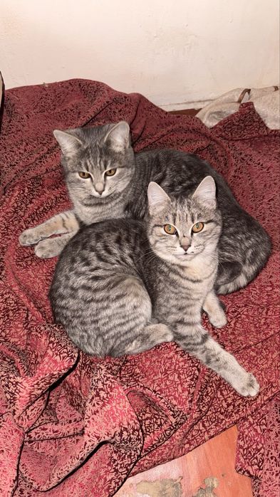 Котяты 3месяц девочки