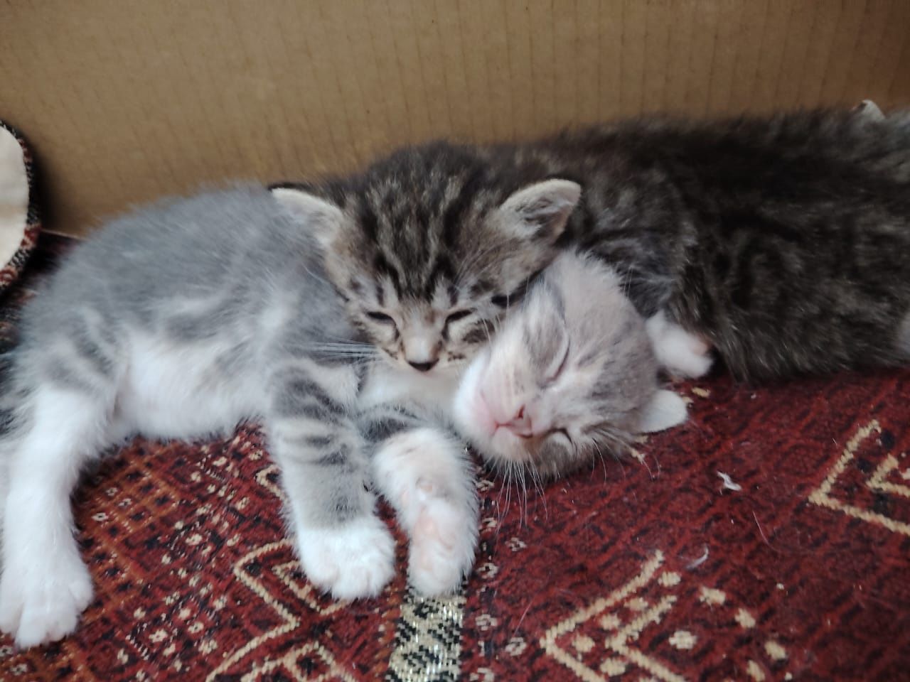 Одам бесплатно котят