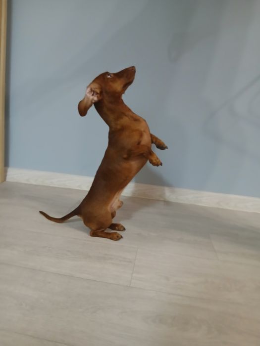 ВЯЗКА |Кроличья такса| Элитный кобель