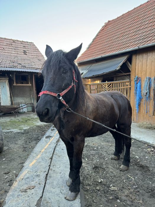 Vand iapa blanda