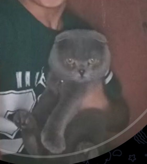 Scottish fold chisto krovniy