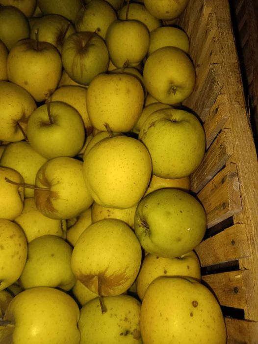 Vand mere de consum ionathan si golden