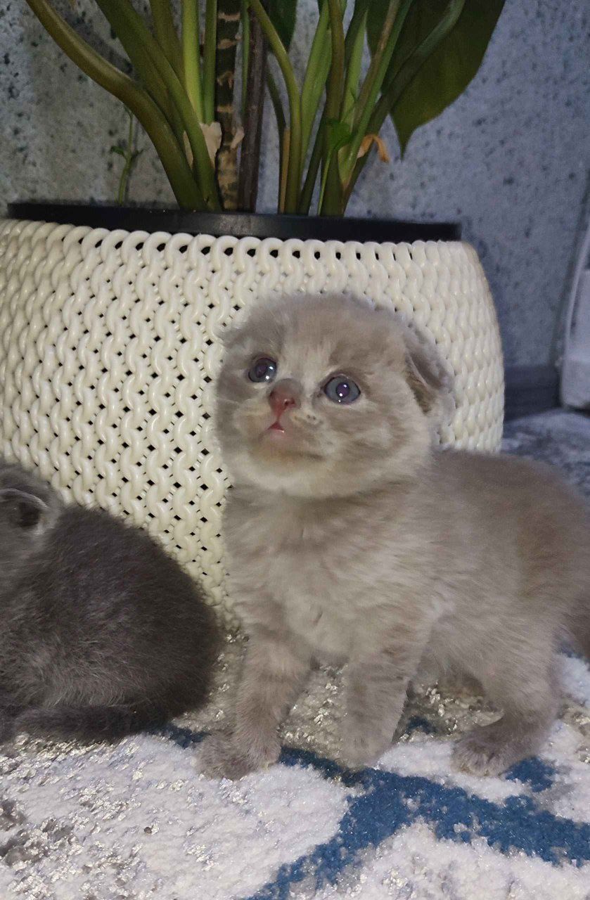 Молодой кот приглашает кошек на вязку