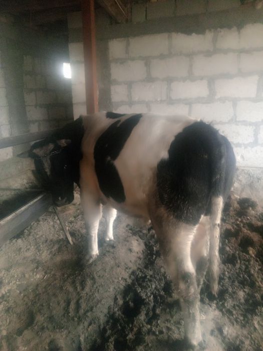 100 % соглом, бокилган суйишга тайёр