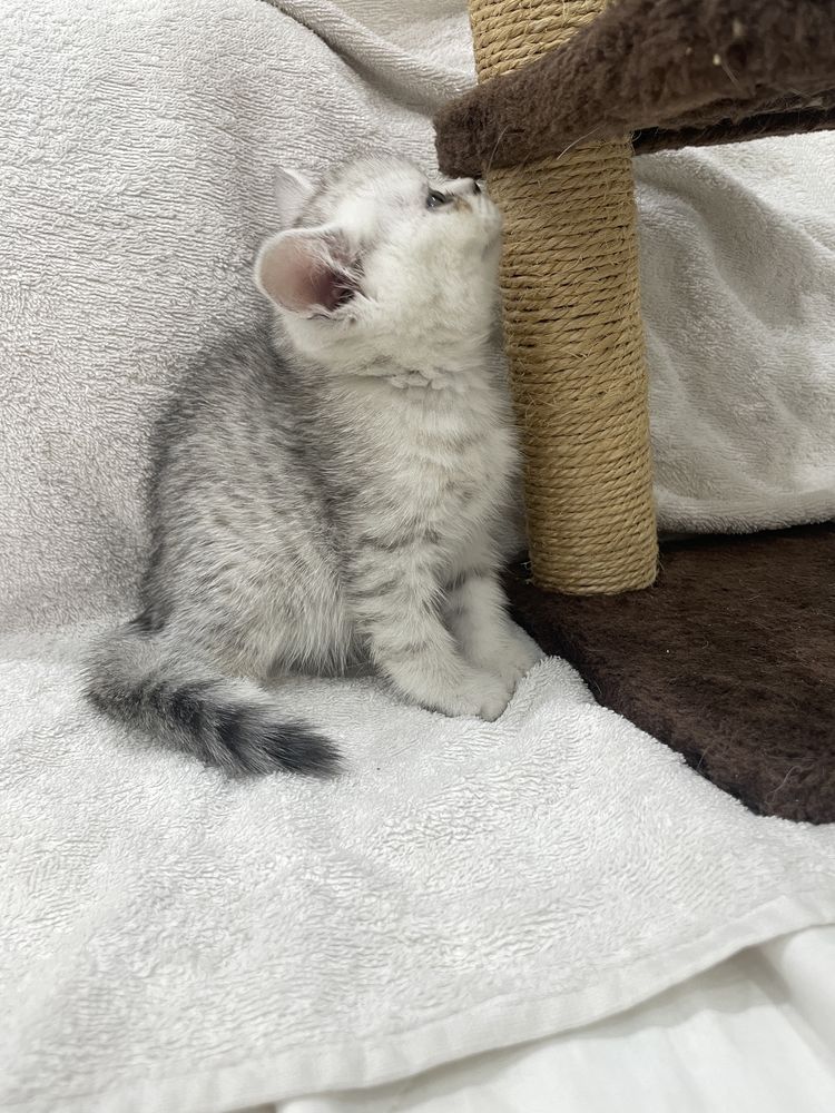 Шотланские котята прямо и вислоухий