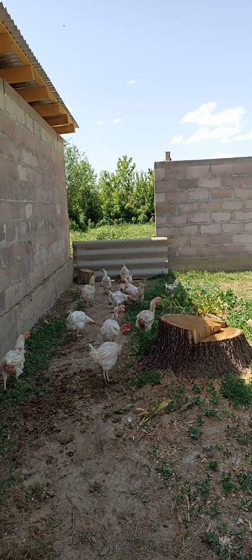 Продам кур несушки 80 голов