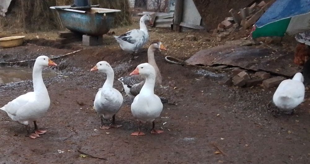 Продам домашних гусей.