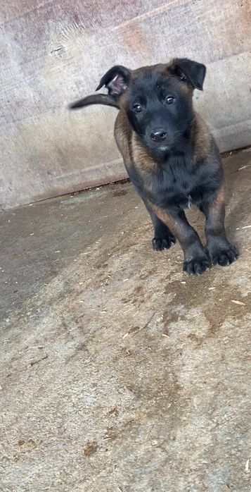 Pui de ciobanesc belgian malinois