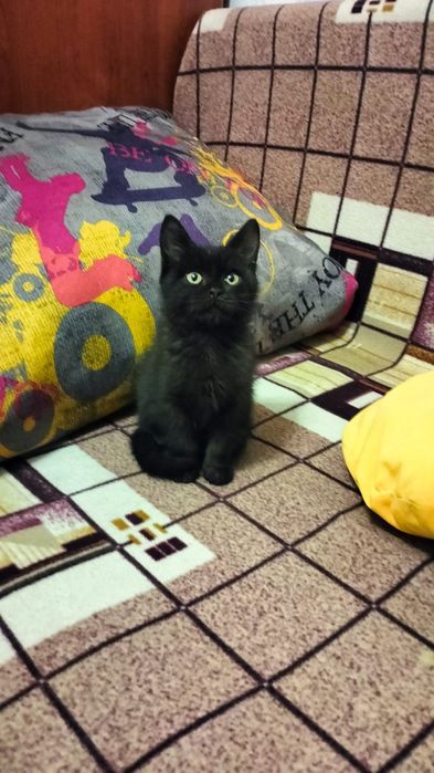 Отдам котёнка в добрые руки